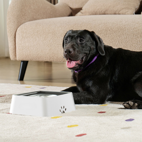 Zero Splash Dog Bowl